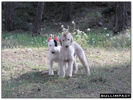 bullterrier bullimpact garstang & bedlington 1