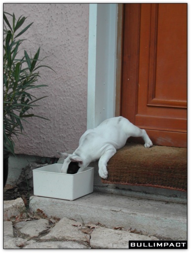 bullterrier bullimpact garstang 3