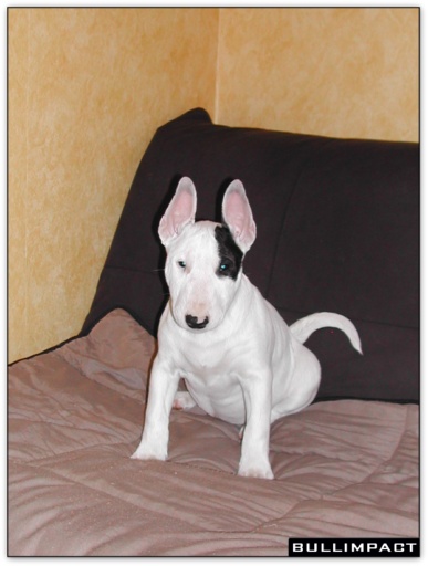 bullterrier bullimpact garstang 4