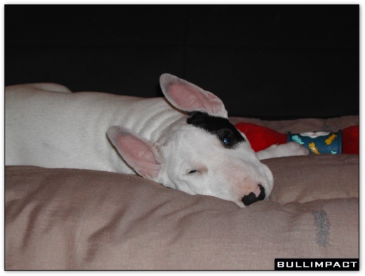 bullterrier bullimpact garstang 1