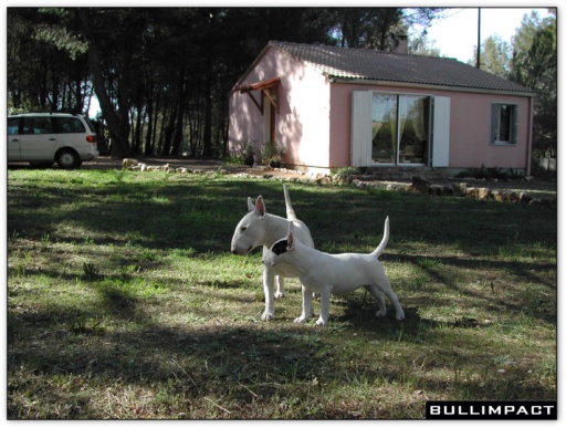 bullterrier bullimpact garstang & pepper