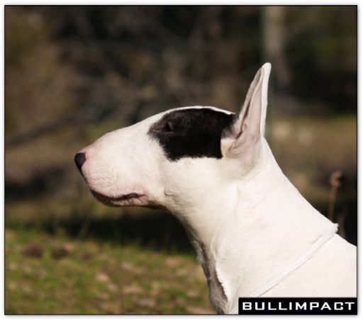 bullterrier bullimpact garstang 13