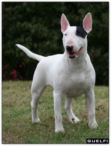 bullterrier bullimpact garstang 5