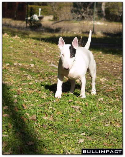 bullterrier bullimpact garstang 7