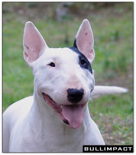 bullterrier bullimpact garstang 8