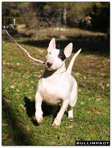 bullterrier bullimpact garstang 9
