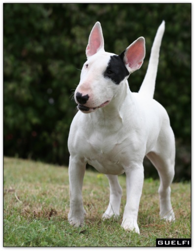 bullterrier bullimpact garstang 10