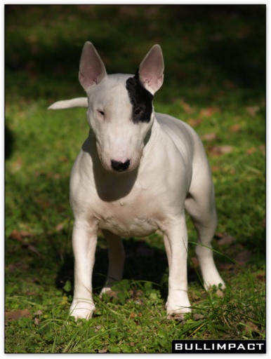 bullterrier bullimpact garstang 11