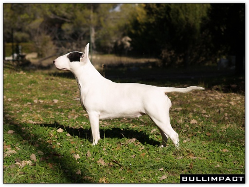 bullterrier bullimpact garstang 6