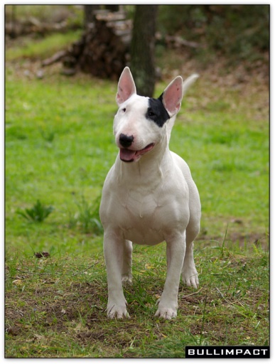 bullterrier bullimpact garstang 12
