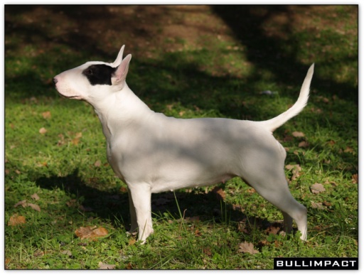 bullterrier bullimpact garstang 13