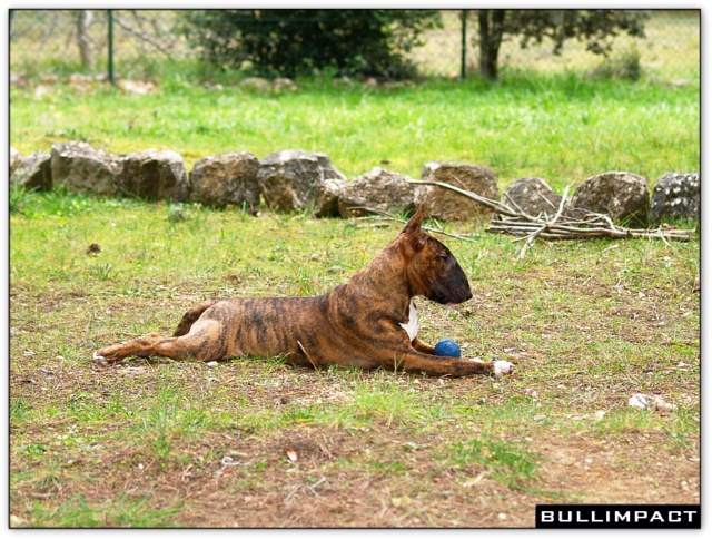 bullterrier bullimpact aricon eye decline