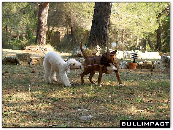 bullterrier bullimpact aricon eye decline & bedlington terrier