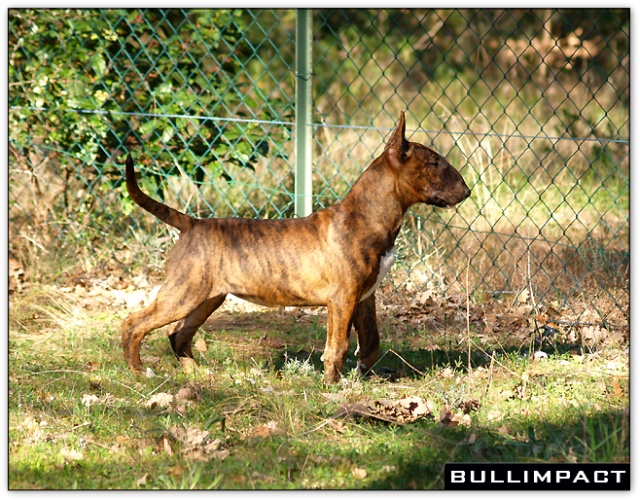 bullterrier bullimpact aricon eye decline 1