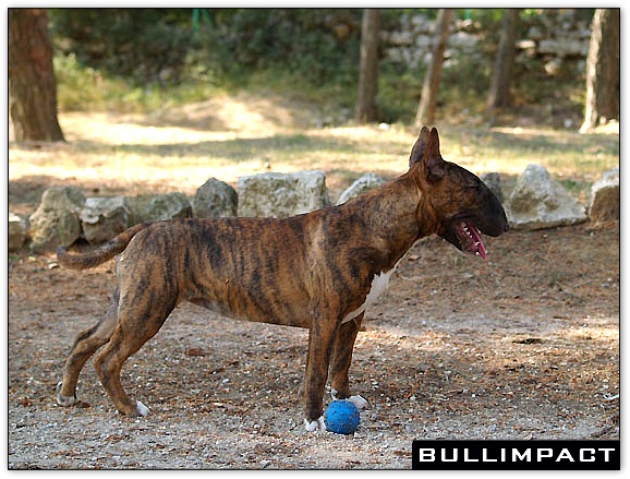 bullterrier bullimpact aricon eye decline 4