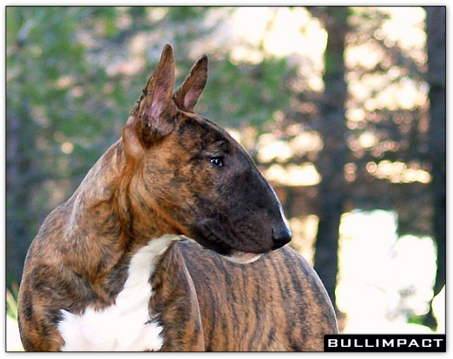 bullterrier bullimpact aricon eye decline 5