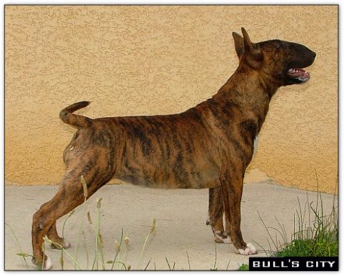 bullterrier bullimpact aricon eye decline 6