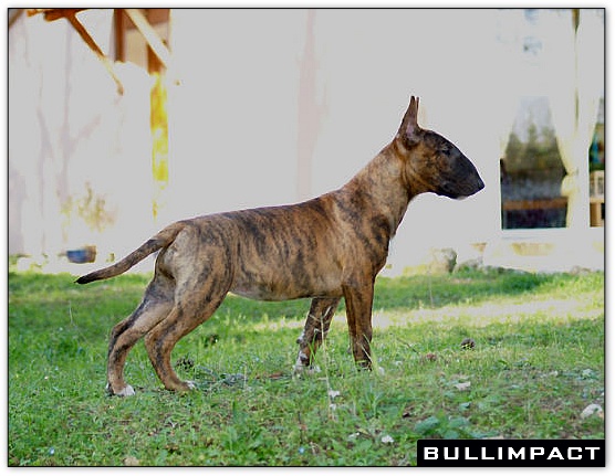 bullterrier bullimpact aricon eye decline 7