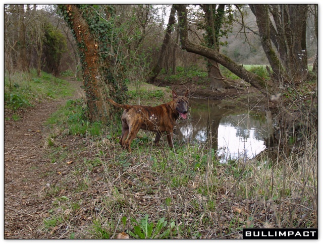 bullterrier bullimpact aricon eye decline 8