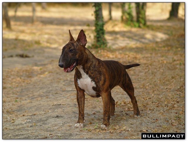 bullterrier bullimpact aricon eye decline 9