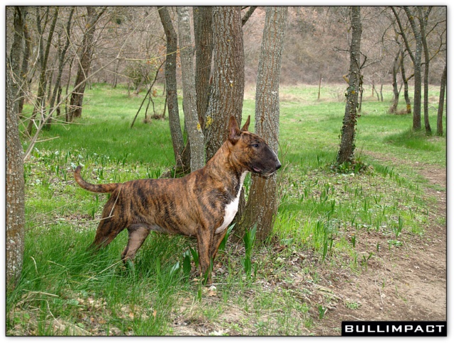bullterrier bullimpact aricon eye decline 10