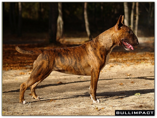 bullterrier bullimpact aricon eye decline 11