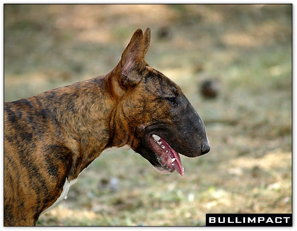 bullterrier bullimpact aricon eye decline 12
