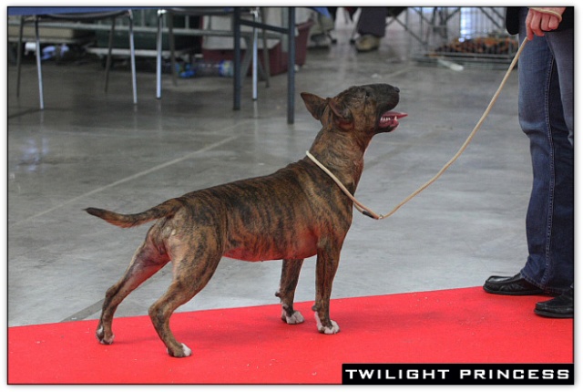 bullterrier bullimpact aricon eye decline 13