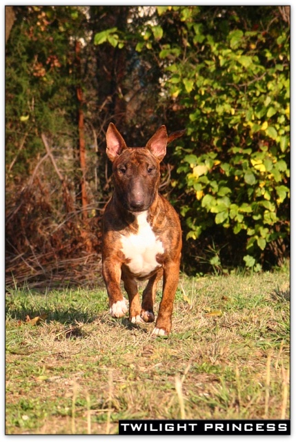bullterrier bullimpact aricon eye decline 14