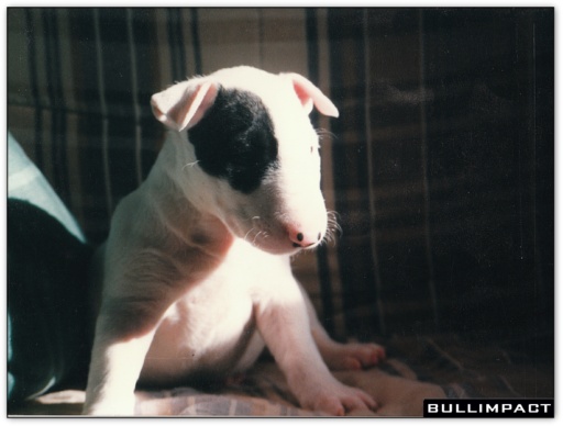 bullterrier bullimpact pepper 3
