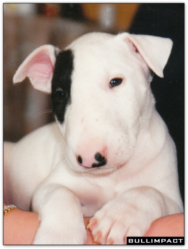 bullterrier bullimpact pepper