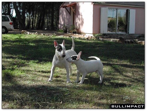 bullterrier bullimpact pepper 8