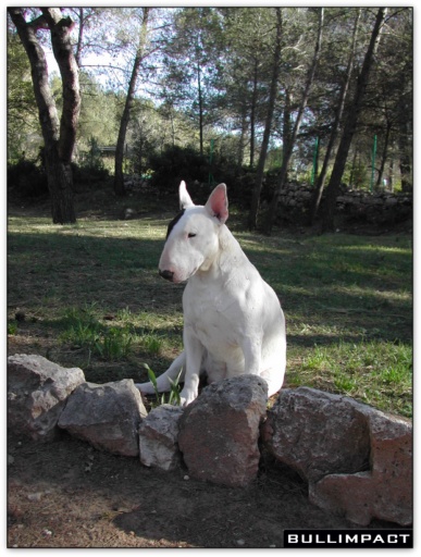 bullterrier bullimpact pepper 2