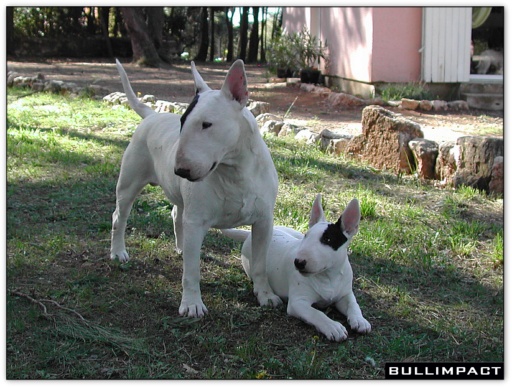 bullterrier bullimpact pepper & alwine