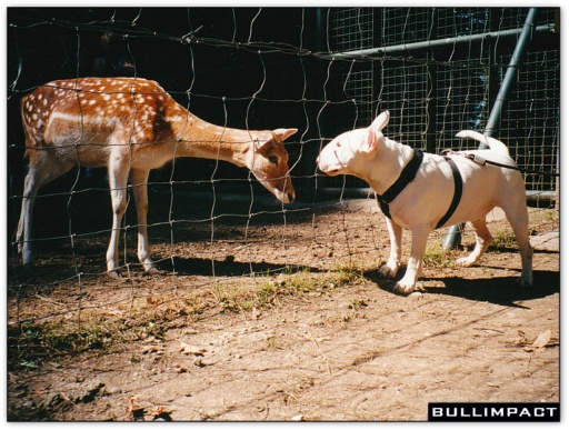 bullterrier bullimpact pepper 5