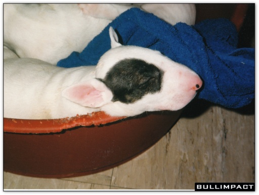 bullterrier bullimpact pepper 4