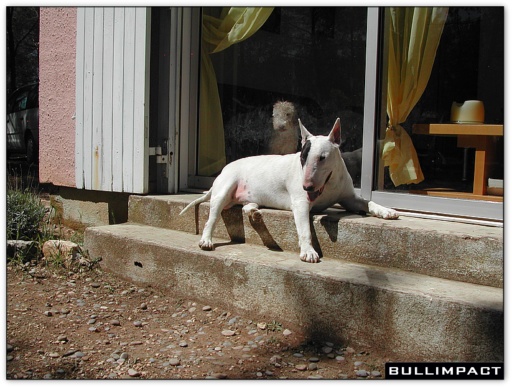 bullterrier bullimpact pepper 6