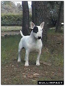 bullterrier bullimpact pepper 10