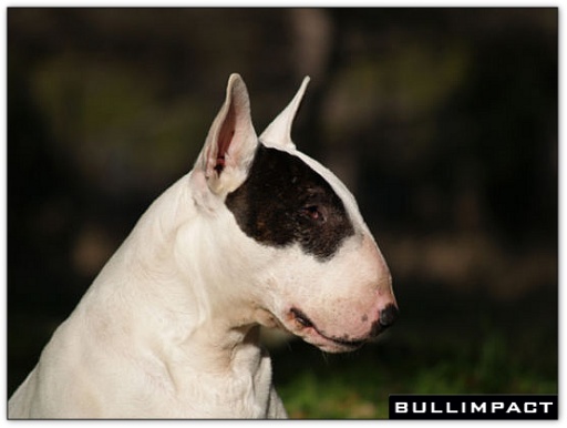 bullterrier bullimpact pepper 7