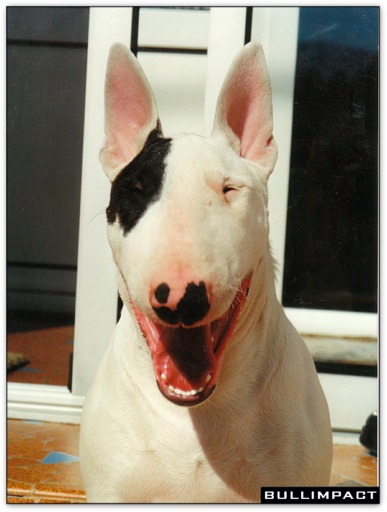 bullterrier bullimpact pepper 1