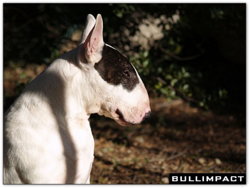 bullterrier bullimpact pepper 8