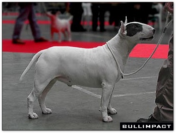 bullterrier bullimpact pepper 9