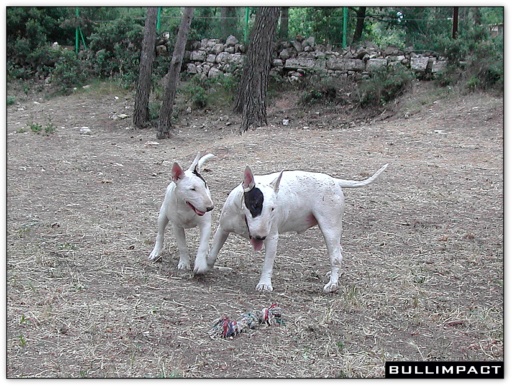 bullterrier bullimpact pepper & alwine 2