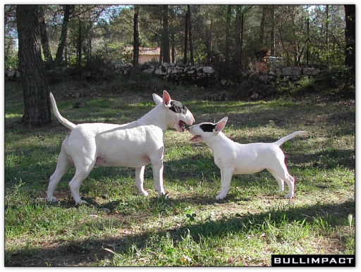 bullterrier bullimpact pepper & alwine 1