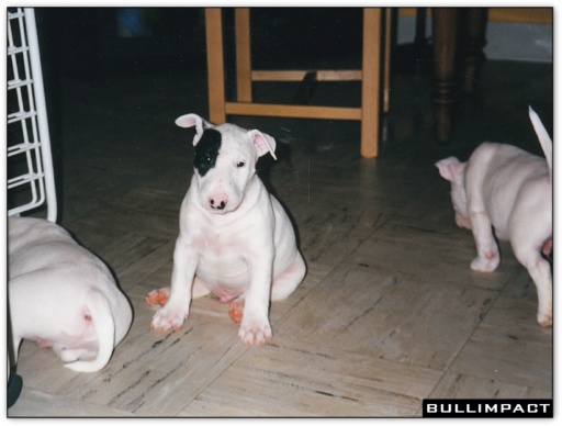 bullterrier bullimpact pepper 6