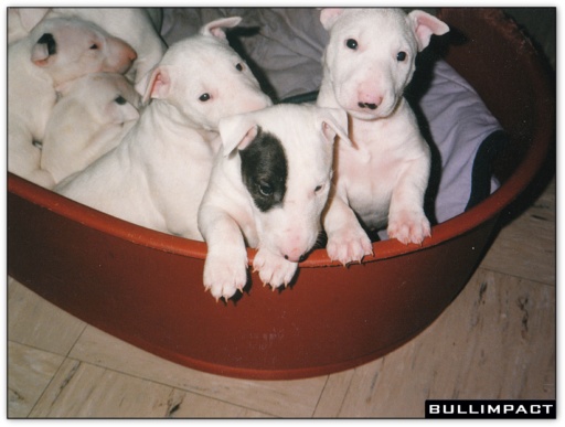 bullterrier bullimpact pepper 5