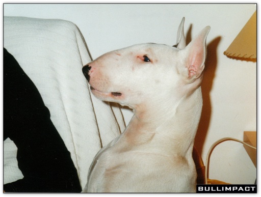 bullterrier bullimpact pepper 7