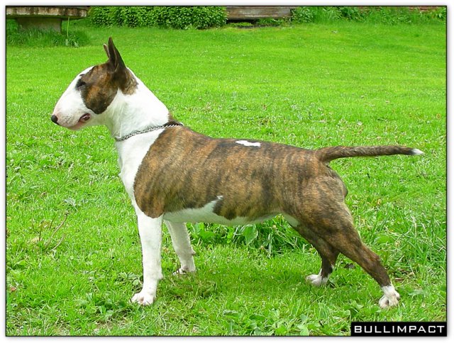 bullterrier bullimpact coco savannah 2