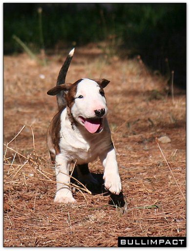 bullterrier bullimpact coco savannah
