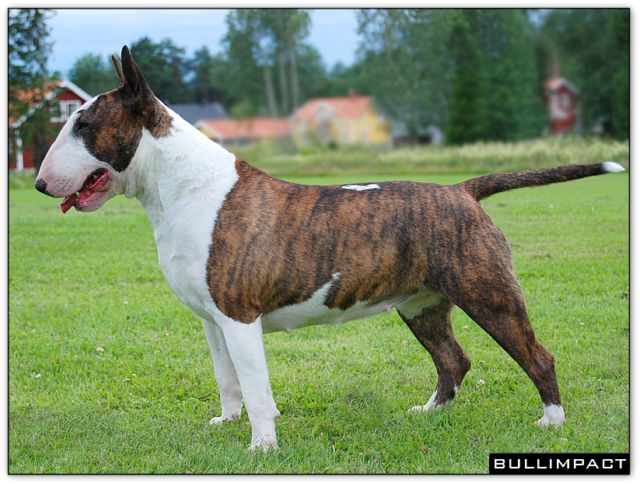bullterrier bullimpact coco savannah 3